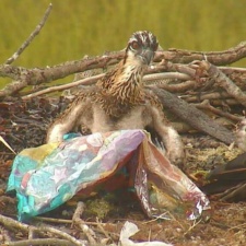 Osprey chick with Mylar balloon