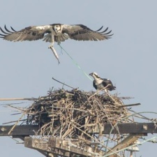 Osprey with balloons and ribbon