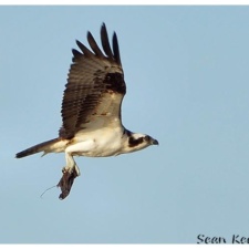 Osprey with latex balloon