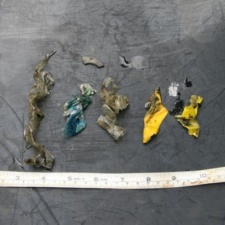 Plastic and Balloons found in Green Sea Turtle