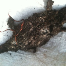 Platypus killed by balloon platypus killed by balloon ribbon