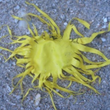 Pseudo-jellyfish Latex Balloon Trash on Beach