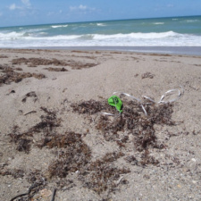 Publix Publix balloon on sea turtle nest