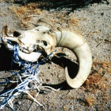 Ram strangled on ribbons