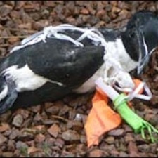 Razorbill killed by balloon