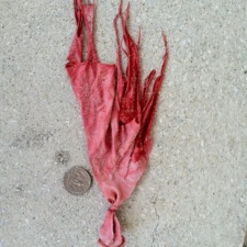 Latex “squid” Latex balloon trash on beach