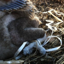 Osprey chick