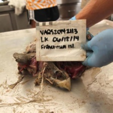 Ribbon coming out of mouth of a dead Kemp’s Ridley sea turtle