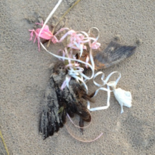 Rusty blackbird killed by latex balloons
