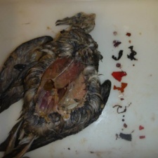 Shearwater full of plastic and latex balloons