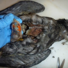 Shearwater likely starved by latex balloon