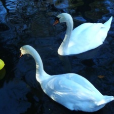 Swans with latex balloon