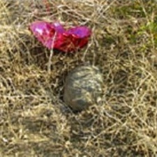 Threatened desert tortoise & balloon