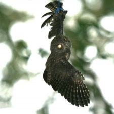 Young Screech Owl hanging by balloon & its ribbon