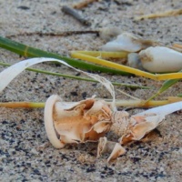 Balloon trash in Netherlands beach