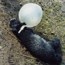 Lamb entangled in balloon