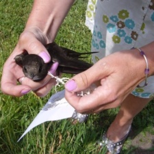 Bird found with balloon