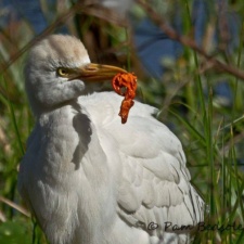 Cattle egret consuming a latex balloon cattle egret consuming a latex balloon
