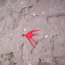 Latex “Squid” Latex looks like squid