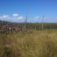 mylar balloon in seagrapes