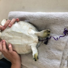 Sea turtle passing balloon and ribbon - Clearwater Marine Aquarium Sea turtle passing balloon and ribbon on exam table