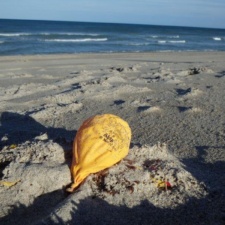 "Ahoy Mateys" - don't pollute with ballons Ahoy Mateys latex balloon polluting beach