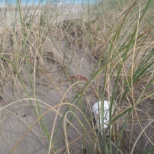 More Dunkin’ Donuts Dunkin' Donuts single-use cups