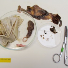 Balloon in Fulmar stomach Balloon in Fulmar stomach