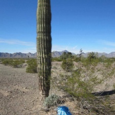 Quartzsite, Arizona Balloon near cactus in Quartzsite, AZ