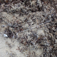 Latex Balloon String Balloon string woven in sargassum