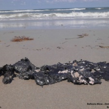 Plastic Marine Debris