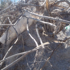 Styrofoam Pollution Denny’s styrofoam cup in the dunes