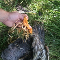 Great Blue Heron killed getting entangled in balloon string