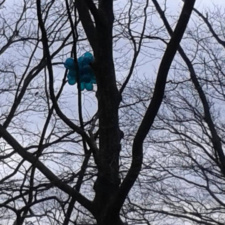 Latex balloon bouquet in tree Latex balloon bouquet in tree