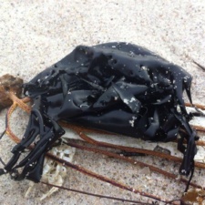 Latex balloon litter with sea whip Latex balloon litter with sea whip