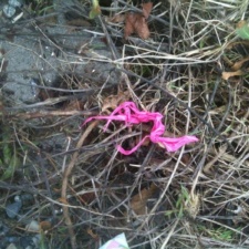 Puget Sound Latex balloon piece - Puget Sound