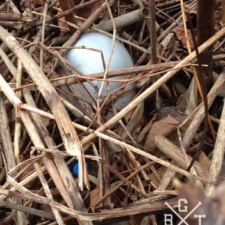 Latex Balloon Pollution latex balloon litter in vegetation