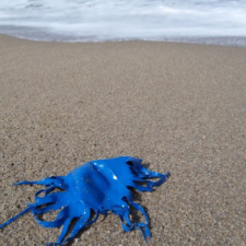 Latex Balloon "Jellyfish" shredded latex balloon on beach