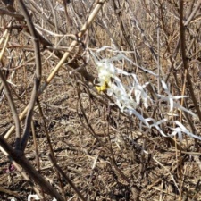 Latex Ribbon & Balloon Latex balloon ribbon and piece of balloon caught in fall vegetation