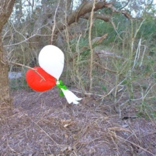 Balloon Pollution Latex balloons in tree on Hatteras Island, NC