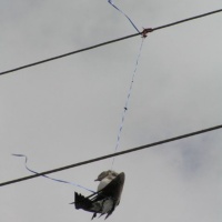 Laughing gull hangs dead after entangled in latex balloon ribbon