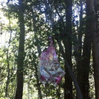 Mylar balloon hanging in the middle of forested habitat in New Jersey