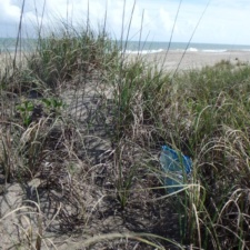 Balloon Pollution Mylar balloon in sea grass