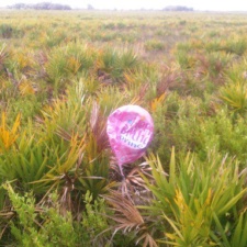 Mylar Balloon in Preserve Mylar balloon litter in Kissimmee Prairie Preserve, FL