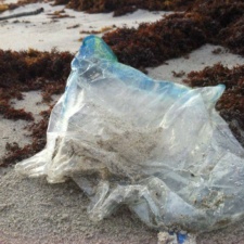 Balloon Pollution Mylar balloon polluting Space Coast, Florida beach