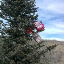 Castle Pines, Colorado Mylar balloons caught in pine trees Castle Pines, Colorado