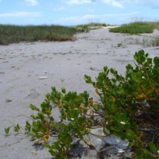 Balloon Pollution Mylar balloons littering once pristine beaches