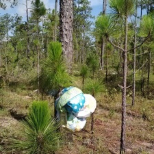 Eglin Air Force Base Mylar balloons polluting Longleaf Pine forest in Fort Walton Beach