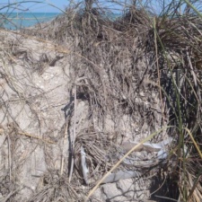 Plastic Polluting Dunes Old plastic bottle breaking apart behind the dune