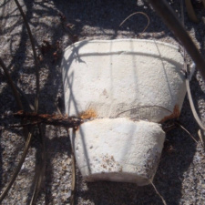 Styrofoam Pollution Old styrofoam cup being constricted by the rotting beach fence wire